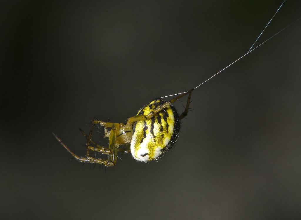 Mangora acalypha - Bentivoglio (BO)