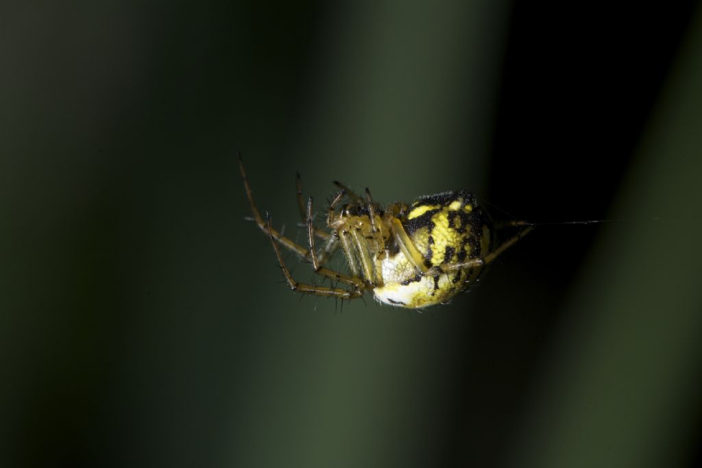 Mangora acalypha - Bentivoglio (BO)