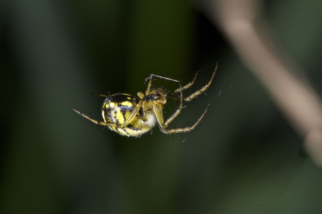 Mangora acalypha - Bentivoglio (BO)