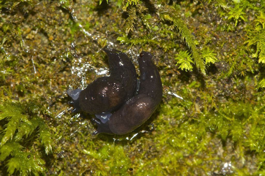 Deroceras Alto Appennino (BO) copula