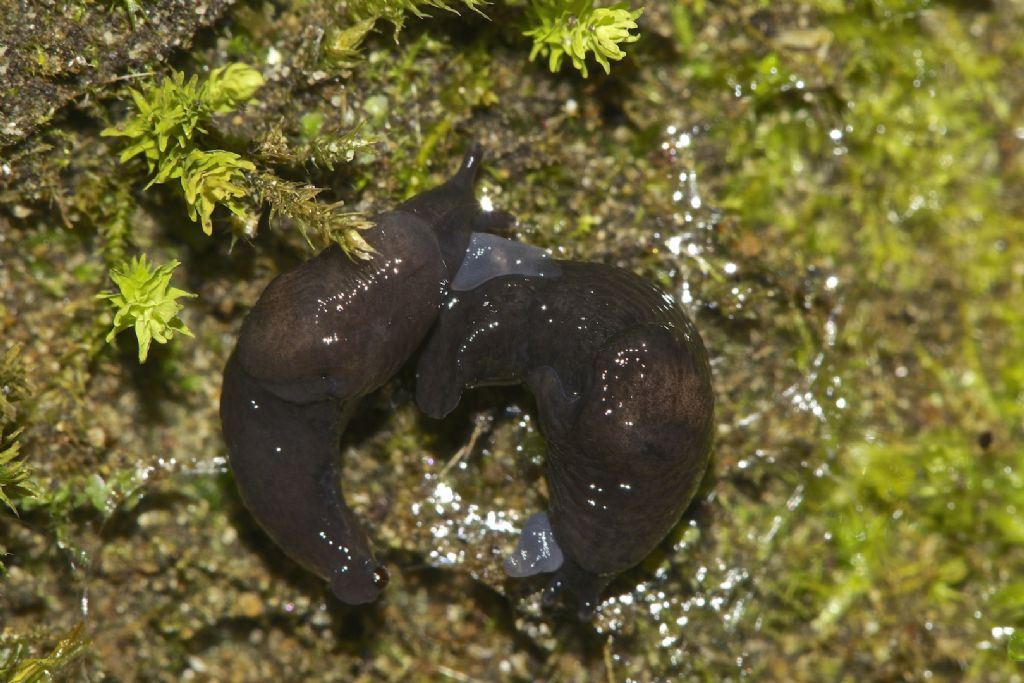 Deroceras Alto Appennino (BO) copula