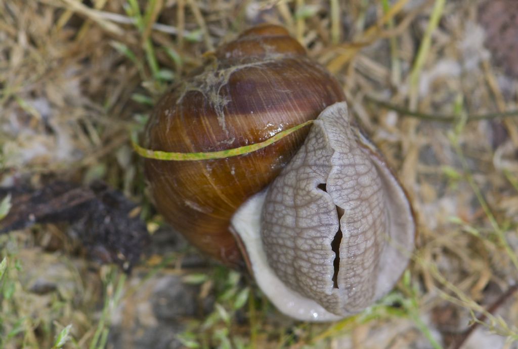 distribuzione di Helix cincta