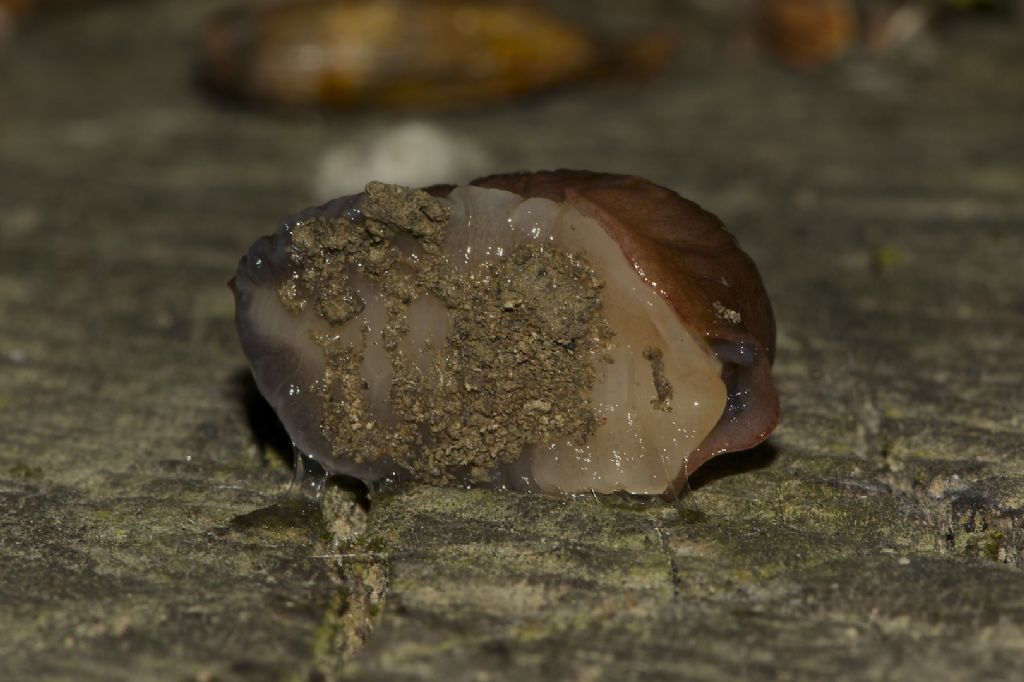 Limax golena fiume Pò Bondeno (FE)