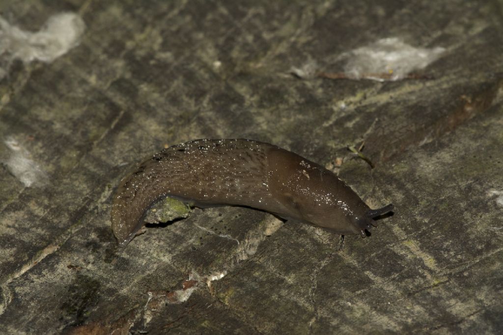 Limax golena fiume Pò Bondeno (FE)