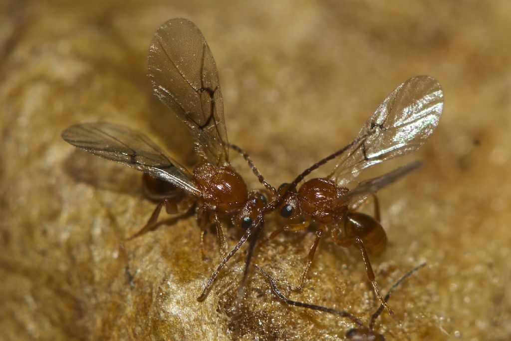 Biorhiza pallida, Cynipidae e galla della quercia