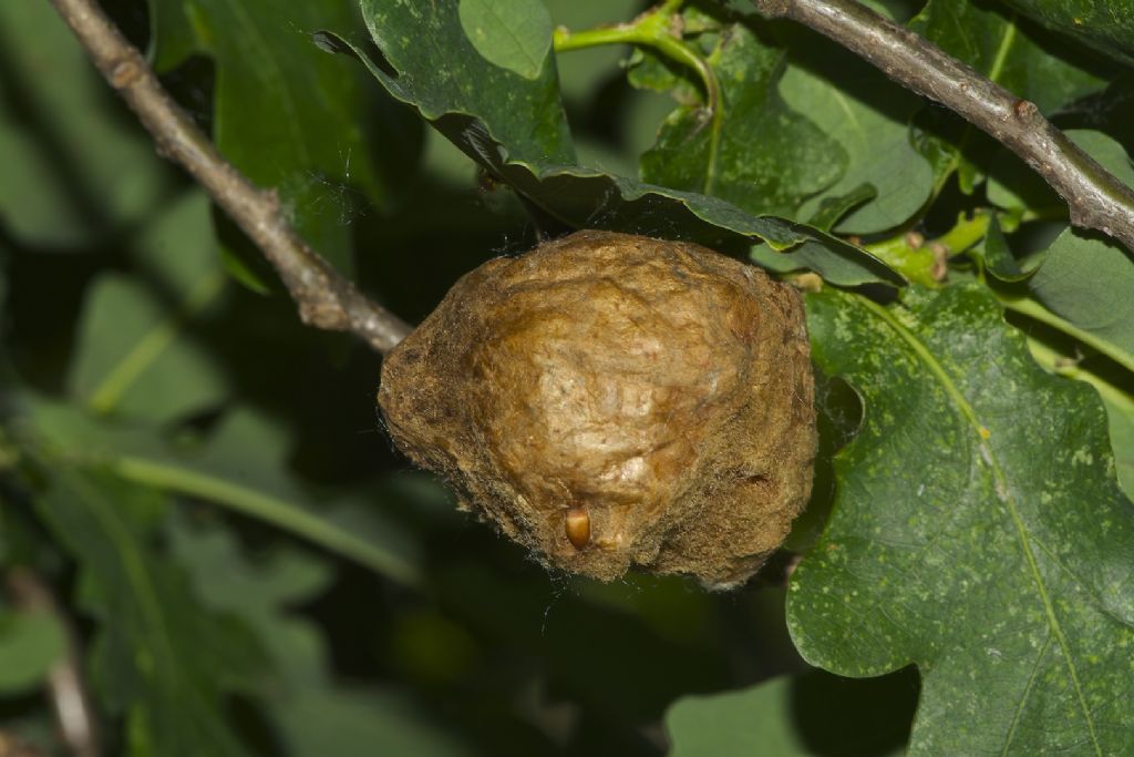 Biorhiza pallida, Cynipidae e galla della quercia