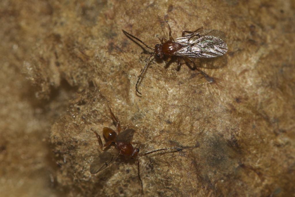 Biorhiza pallida, Cynipidae e galla della quercia