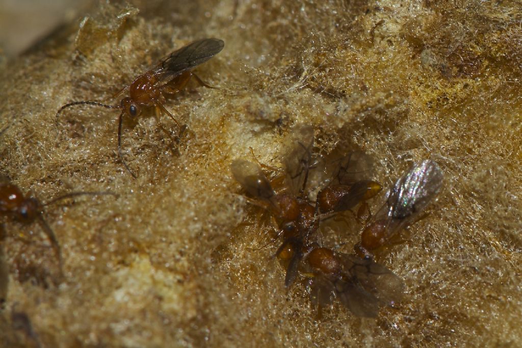 Biorhiza pallida, Cynipidae e galla della quercia