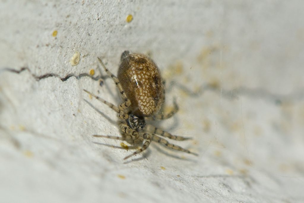 Oecobius maculatus - Bologna