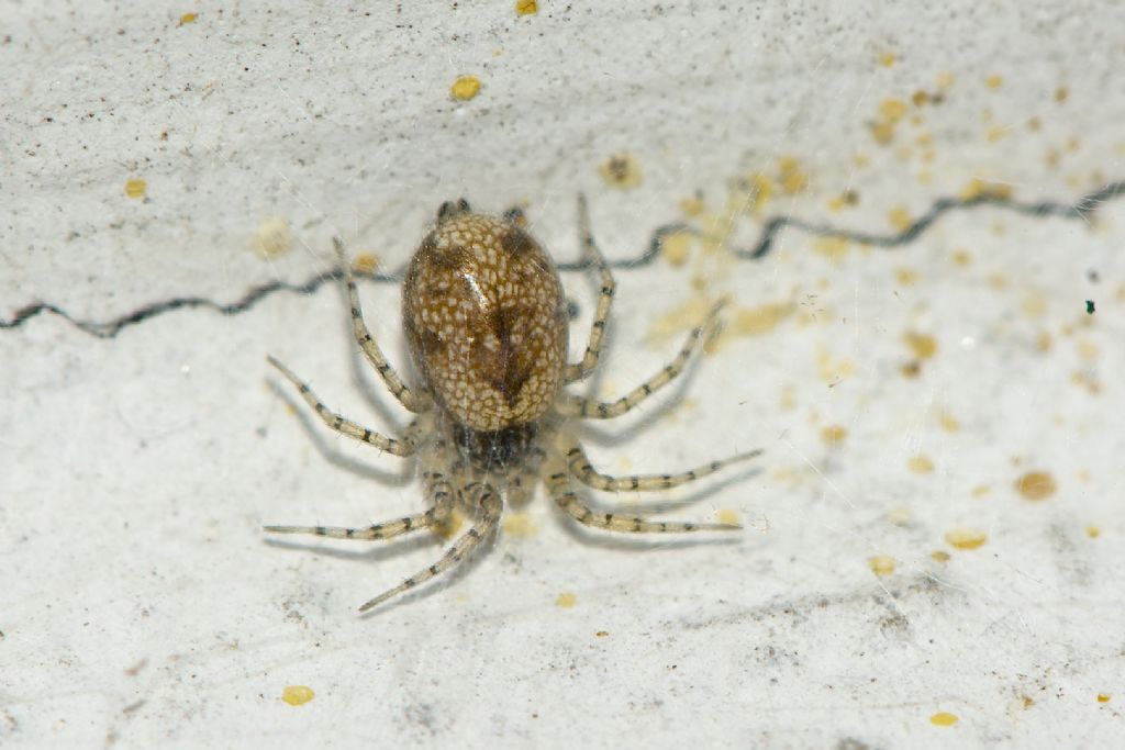 Oecobius maculatus - Bologna