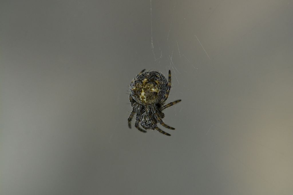 minuscolo araneidae ??