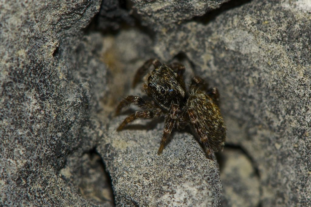 Pseudeuophrys sp. - Monte Cengio (VI)