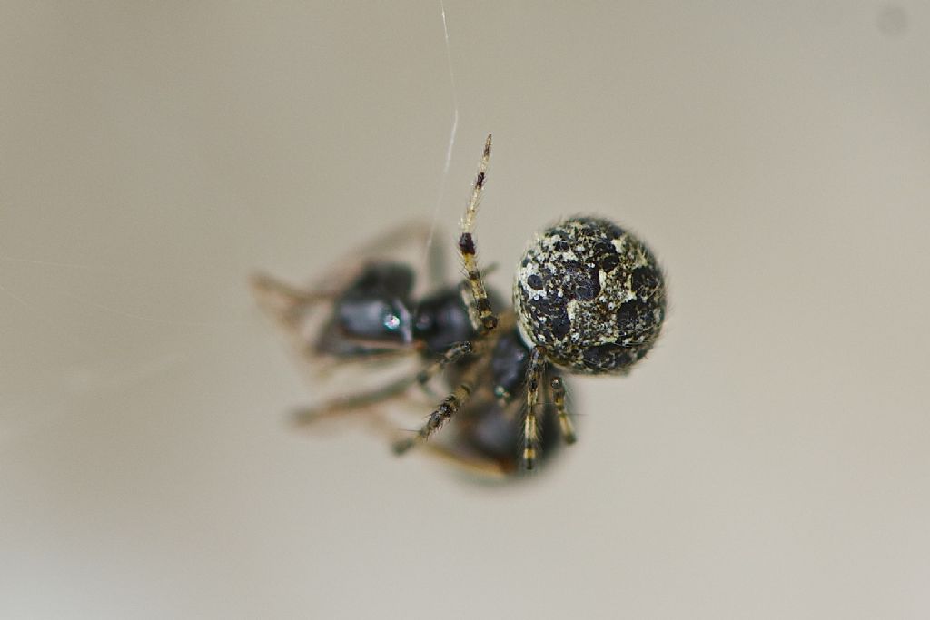 Theridion sp. - Monte Cengio (VI)