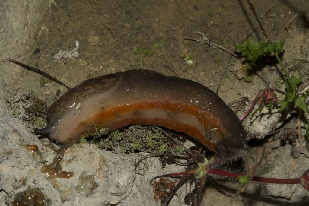 Altri Limax veronensis + distribuzione