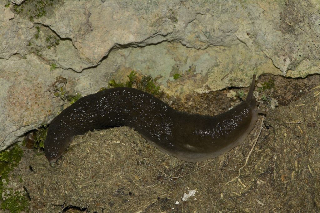 Limax montanus (?) da Tonezza (VI)