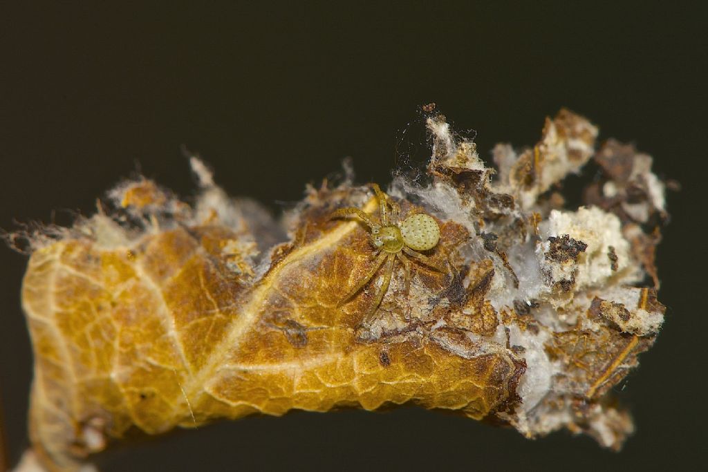 Xysticus sp. - Bologna (BO)