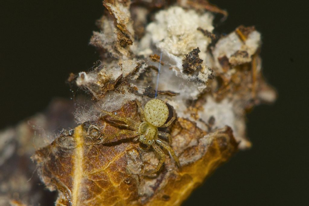 Xysticus sp. - Bologna (BO)