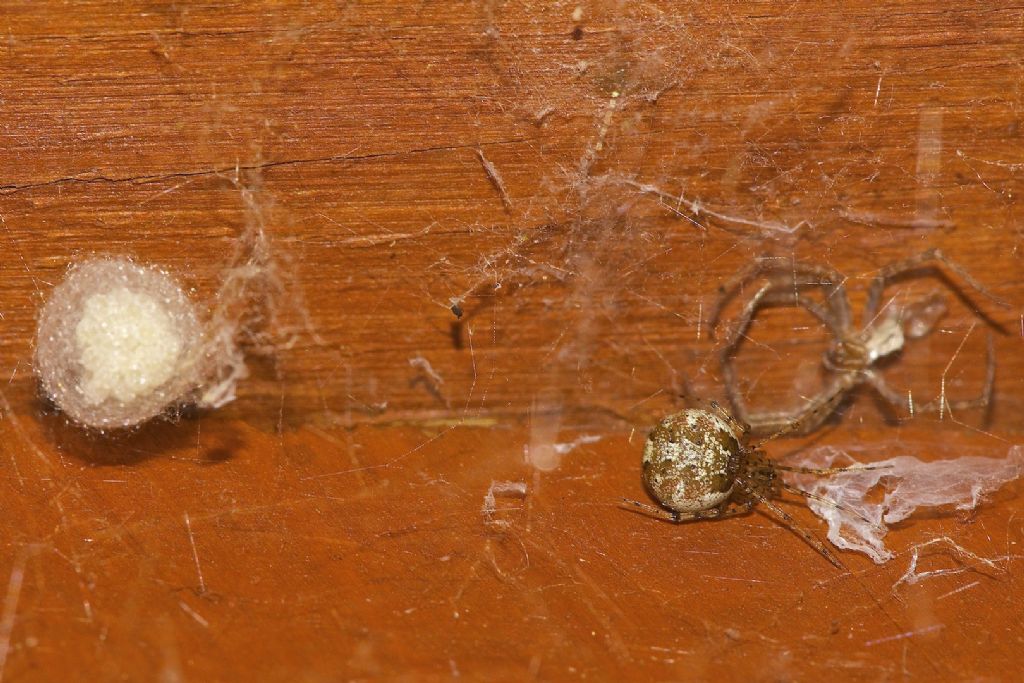 Theridion sp. - Bologna (BO)