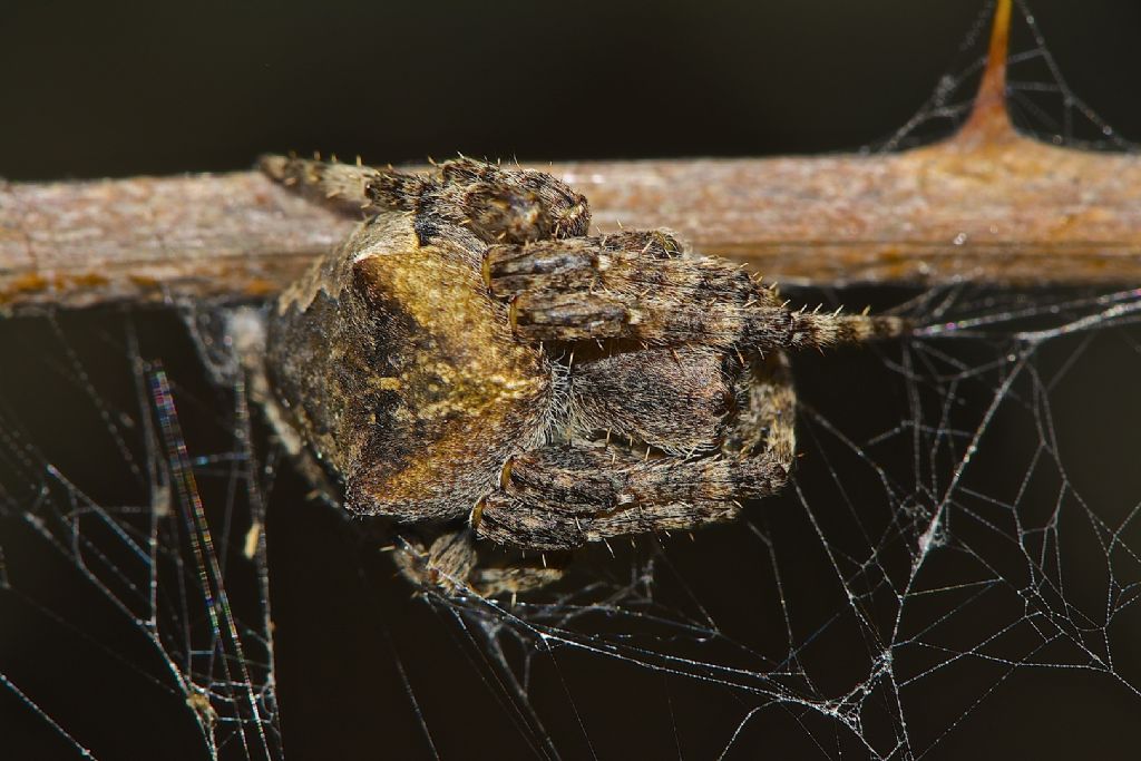 Araneus angulatus (o Araneus circe?) - Spina (FE)