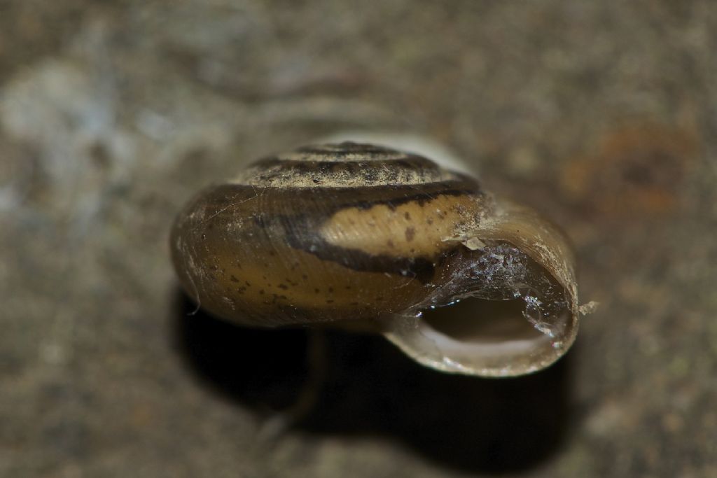 Trochulus cf. hispidus dalle golene del Po cremonese