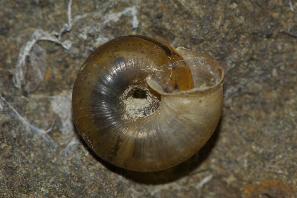 Trochulus cf. hispidus dalle golene del Po cremonese