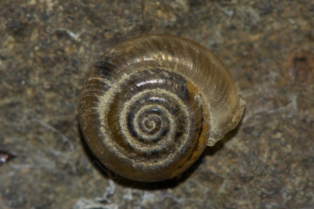 Trochulus cf. hispidus dalle golene del Po cremonese