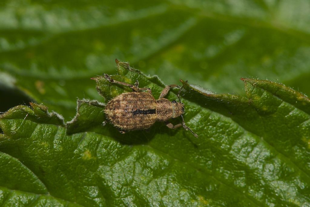 Strophosoma melanogrammum, Curculionidae