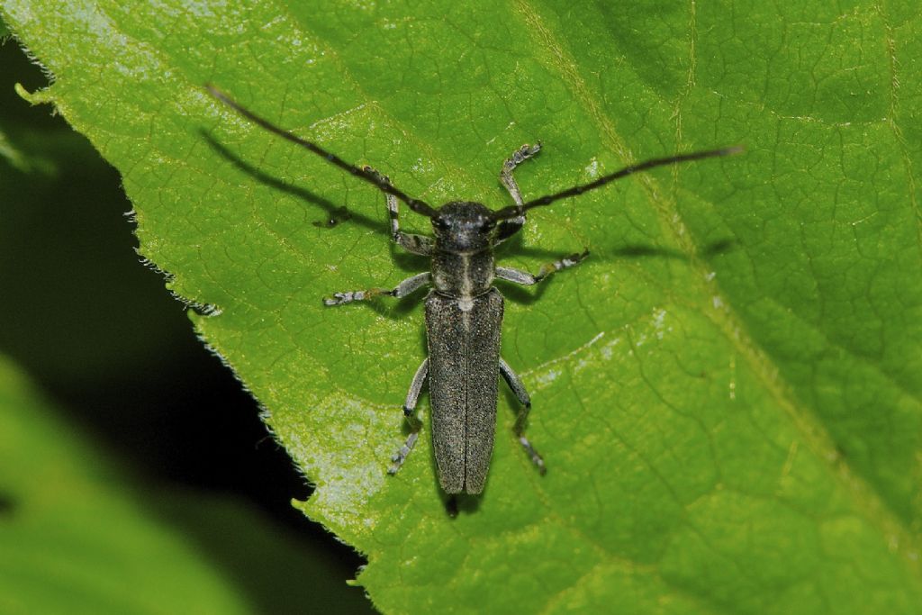 Phytoecia nigricornis - Lagdei (PR)