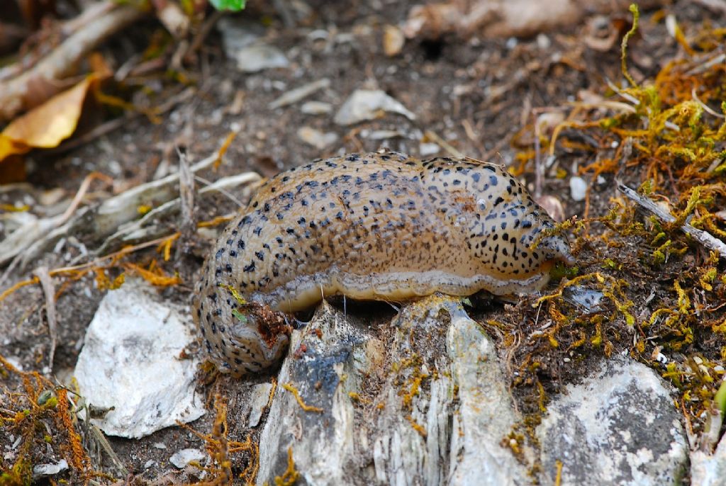 Limax maximus da Agnano (NA)