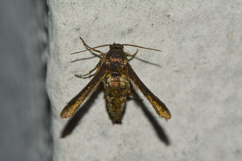 brutta farfalla dorata - Microsphecia tineiformis