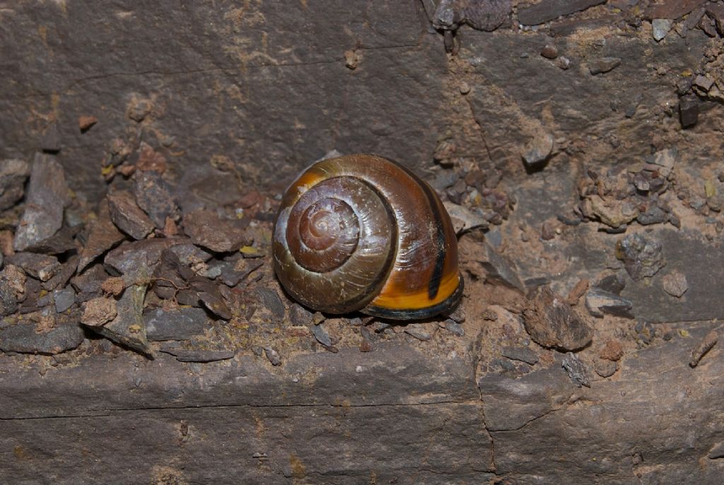 Cepaea di bosco e foresta?