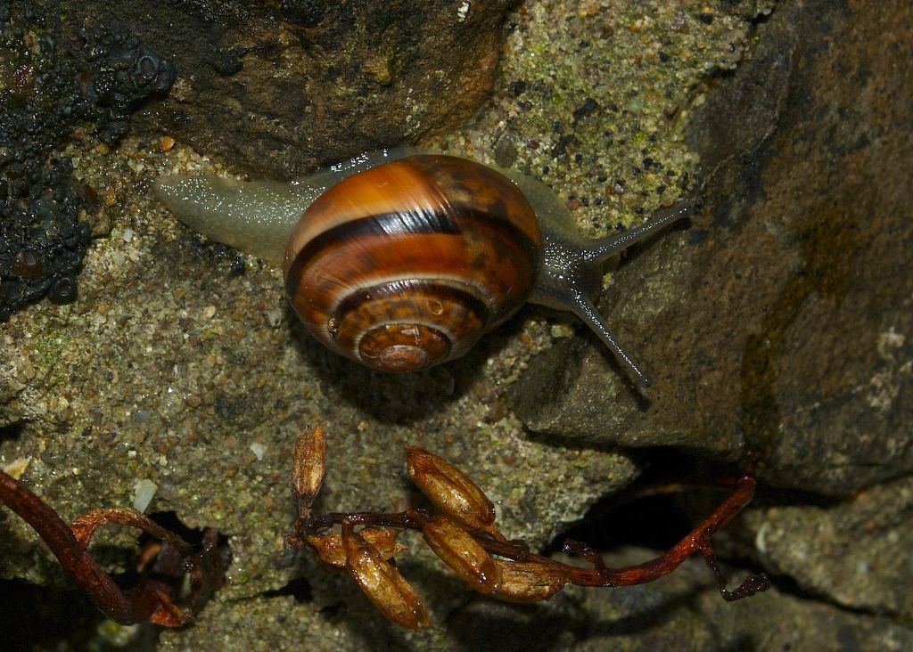 Cepaea di bosco e foresta?