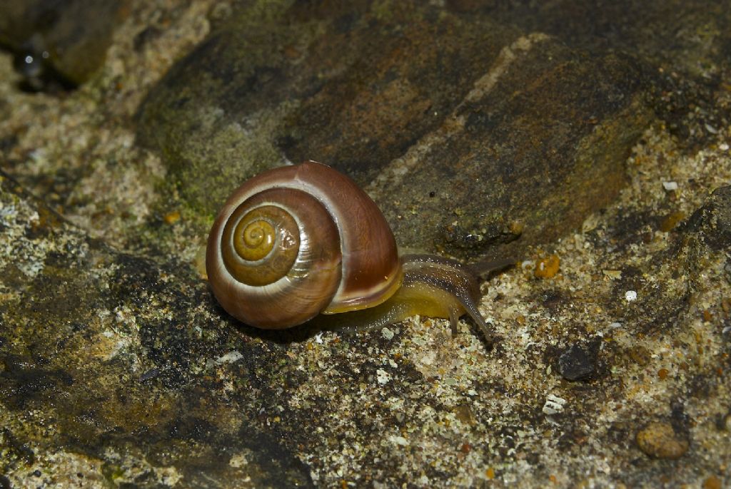 Cepaea di bosco e foresta?