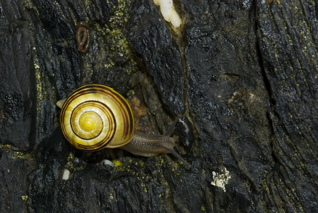 Cepaea di bosco e foresta?