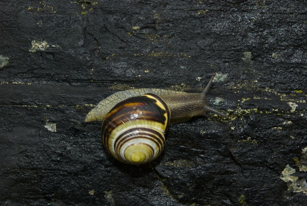 Cepaea di bosco e foresta?