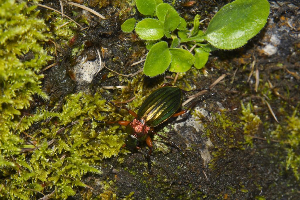 Carabus auronitens