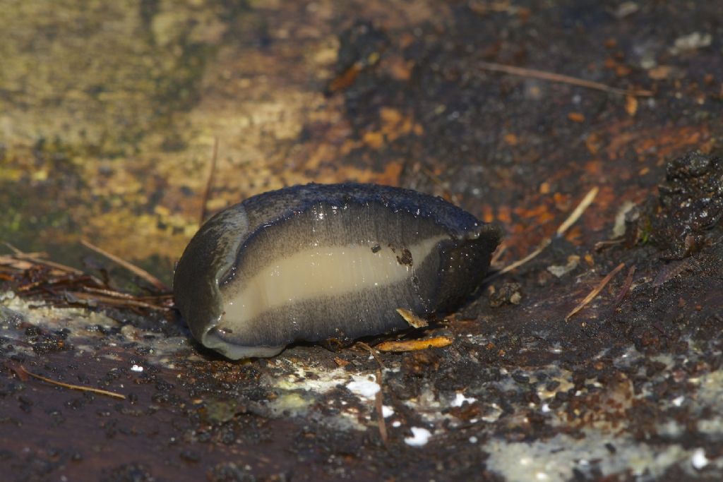 Limax cinereoniger-gruppo da Hallstatt/Austria
