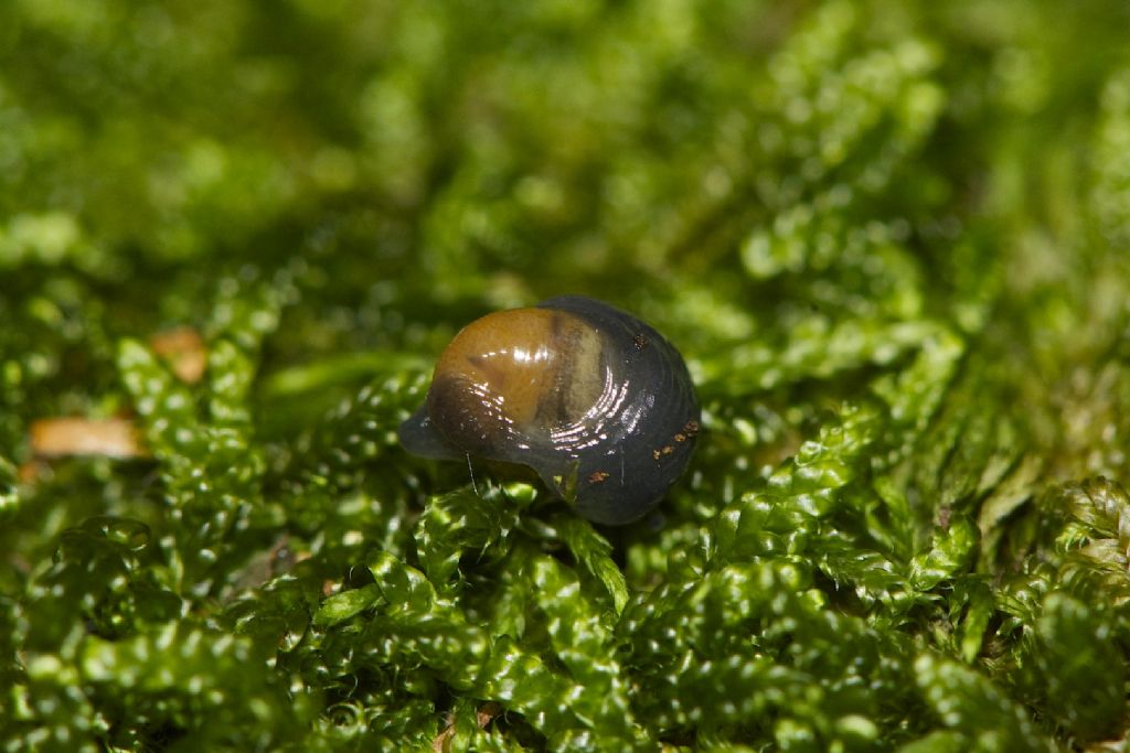 Vitrinobrachium c.f. baccettii Appennino Bolognese