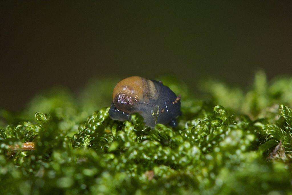 Vitrinobrachium c.f. baccettii Appennino Bolognese