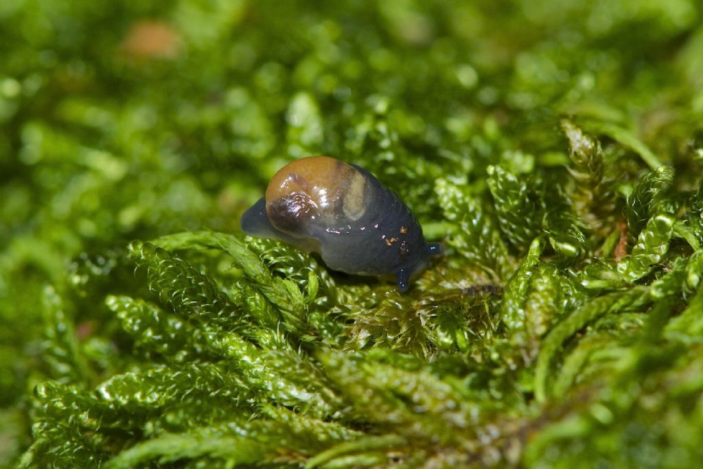 Vitrinobrachium c.f. baccettii Appennino Bolognese