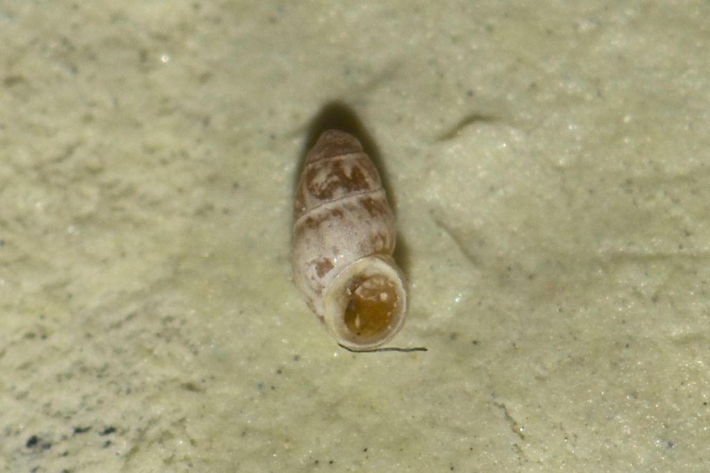 hydrobiidae Nalmase (BS)