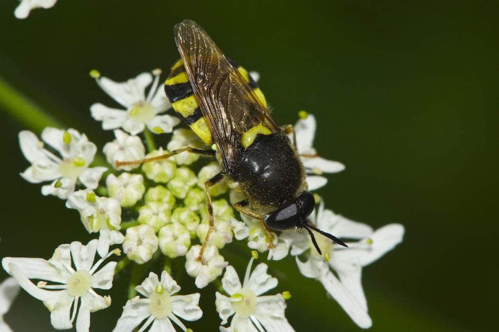 Maschio di Stratiomys chamaleon (Austria)