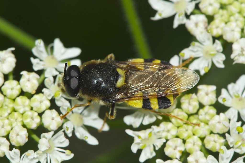 Maschio di Stratiomys chamaleon (Austria)