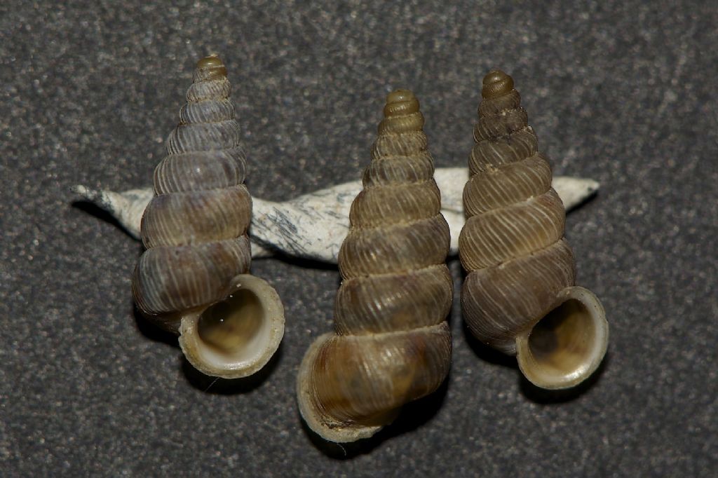 Cochlostoma mariannae cascate del Ruzzo Gran Sasso