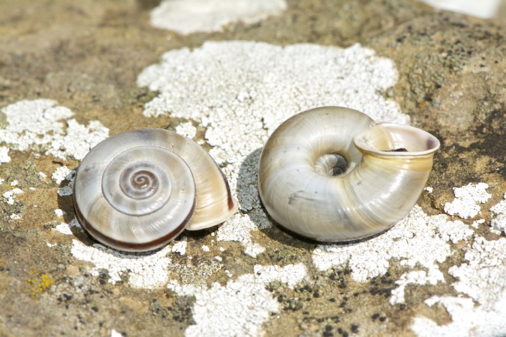 Chilostoma cingulatum anconae App. Pistoiese