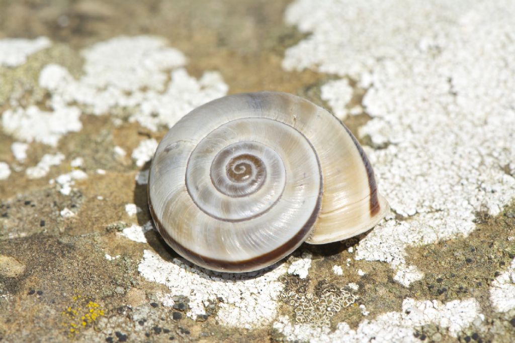 Chilostoma cingulatum anconae App. Pistoiese