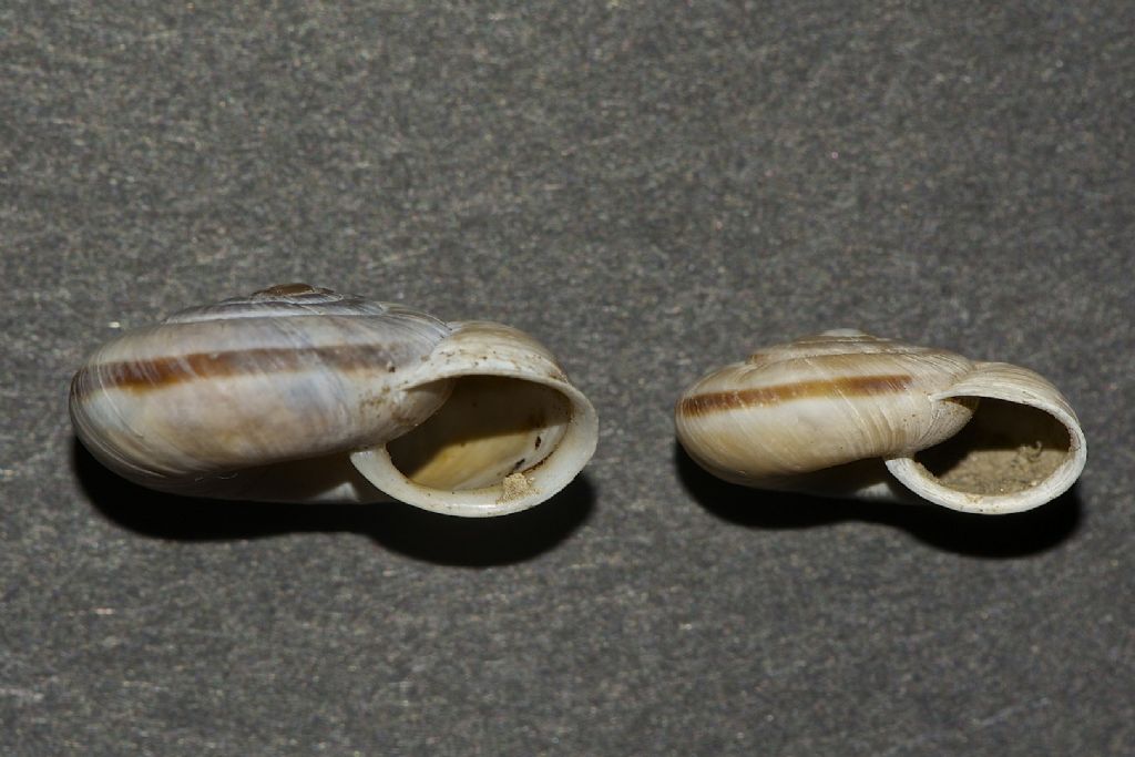 Chilostoma cingulatum anconae App. Pistoiese