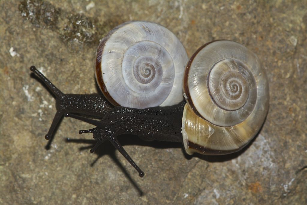 Chilostoma cingulatum anconae App. Pistoiese