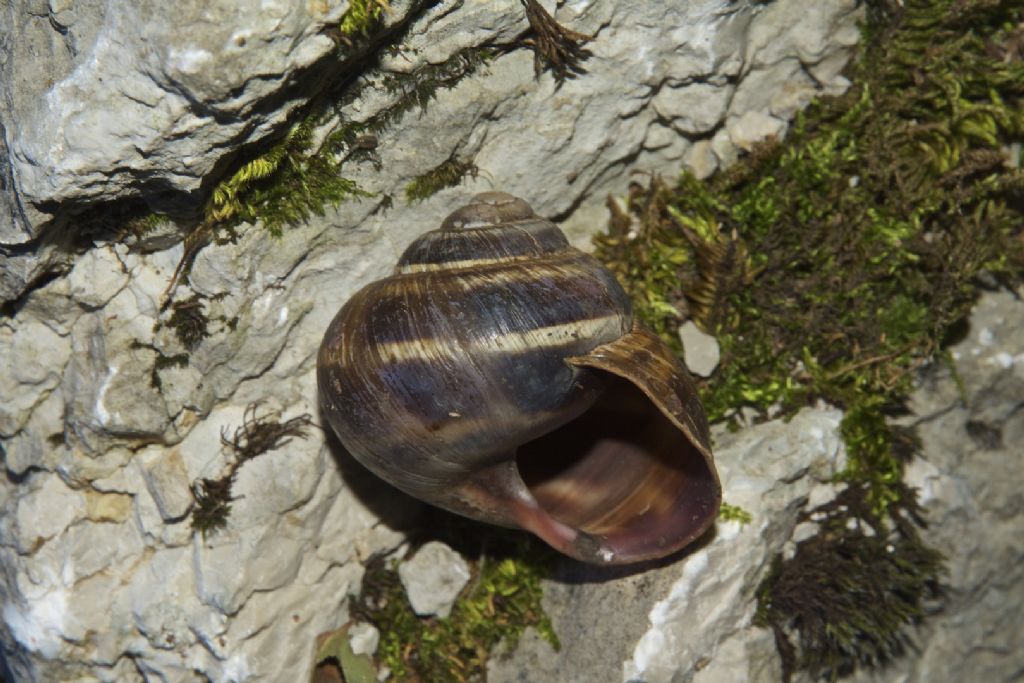 Helix straminea m.te Cucco (PG)