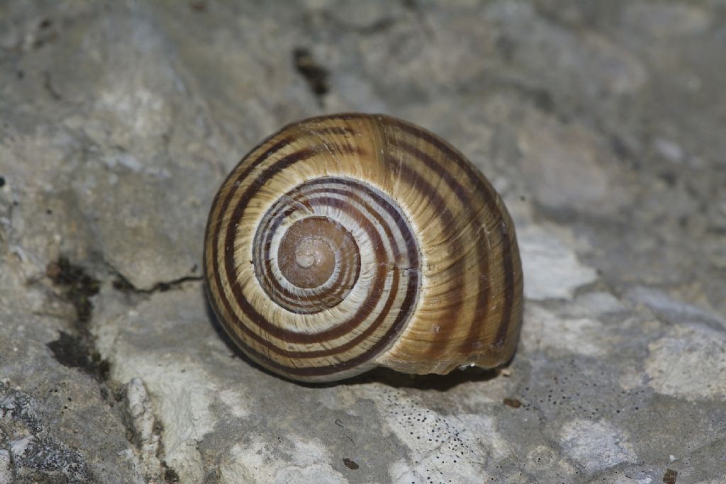 Helix ligata m.te Cucco